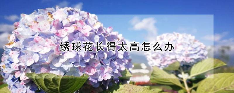 绣球花长得太高怎么办