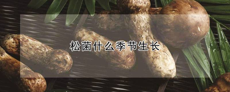 松菌什么季节生长