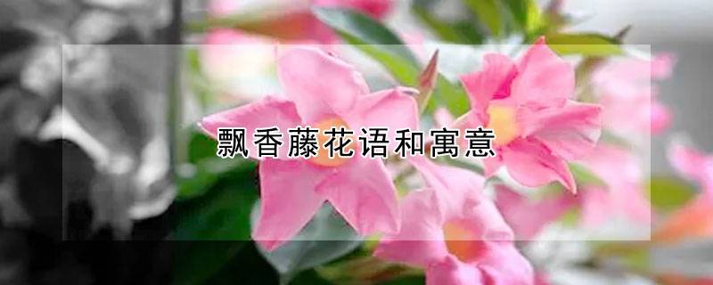 飘香藤花语和寓意