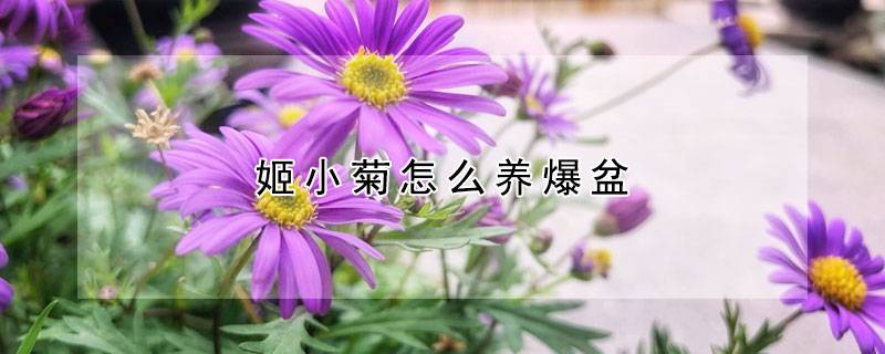 姬小菊怎么养爆盆