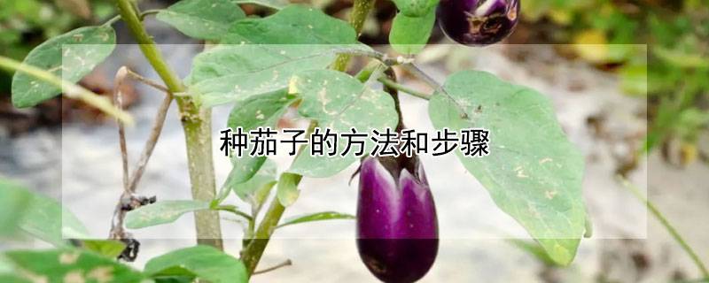 种茄子的方法和步骤