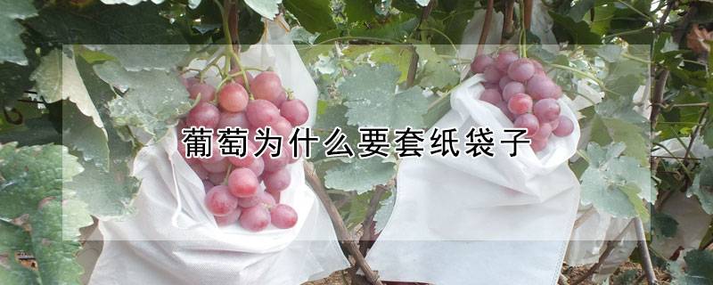葡萄为什么要套纸袋子
