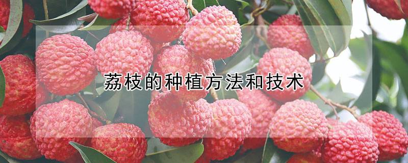 荔枝的种植方法和技术