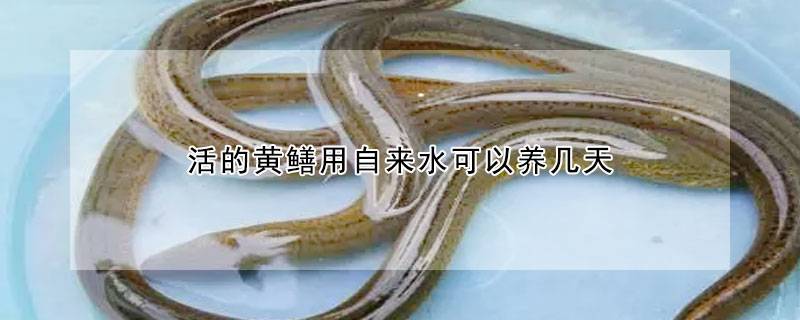 活的黄鳝用自来水可以养几天