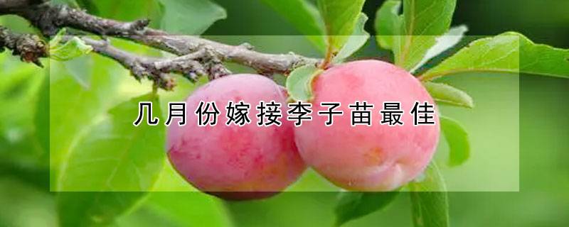 几月份嫁接李子苗最佳