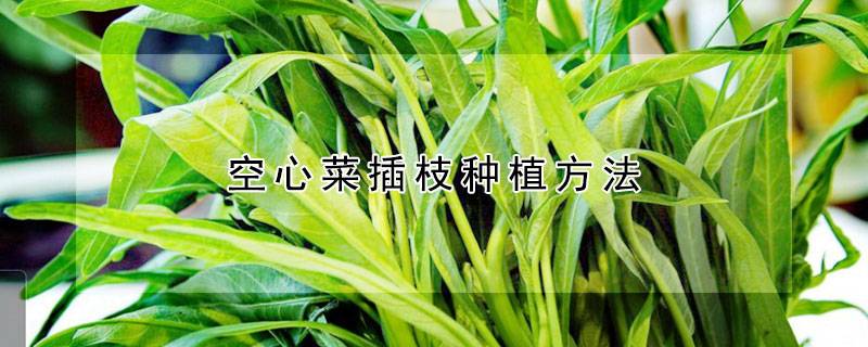 空心菜插枝种植方法