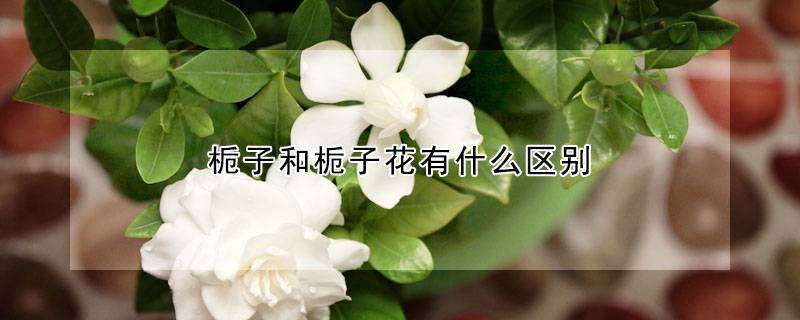 栀子和栀子花有什么区别