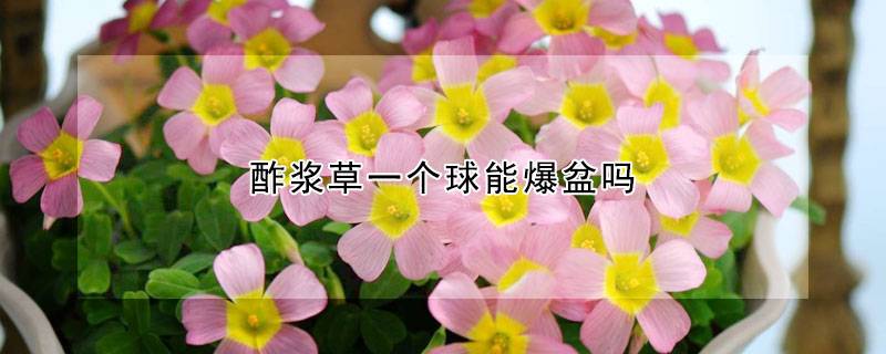 酢浆草一个球能爆盆吗