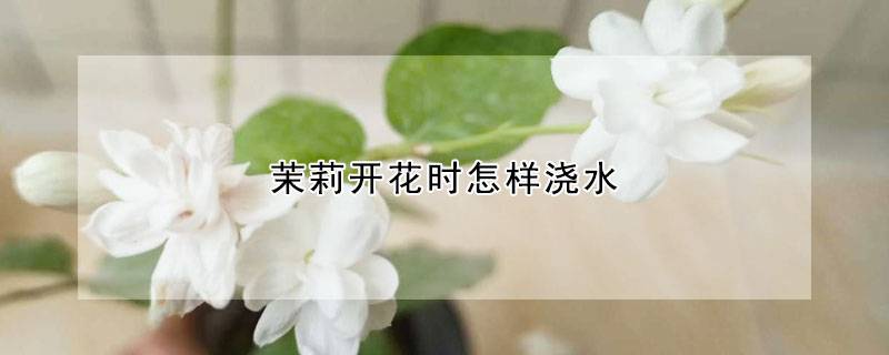 茉莉开花时怎样浇水
