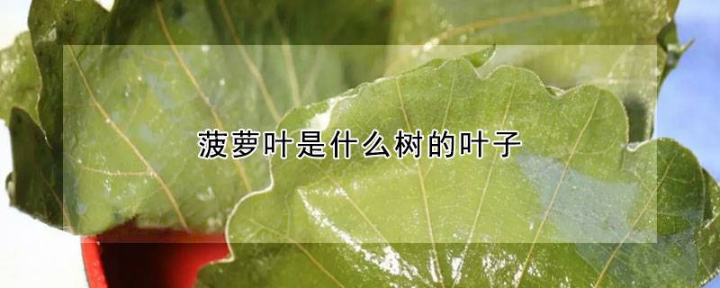 菠萝叶是什么树的叶子