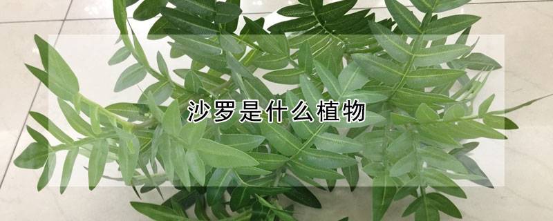 沙罗是什么植物