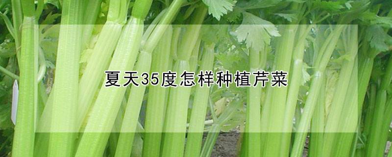 夏天35度怎样种植芹菜