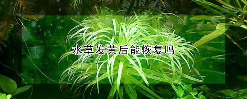 水草发黄后能恢复吗