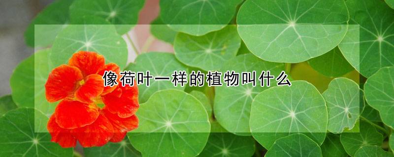 像荷叶一样的植物叫什么