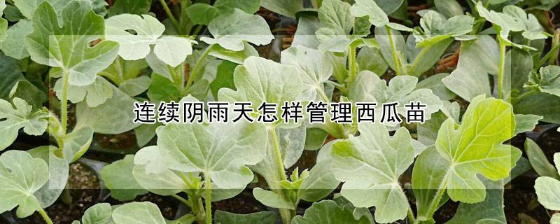 连续阴雨天怎样管理西瓜苗