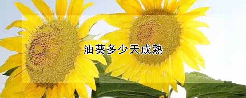 油葵多少天成熟