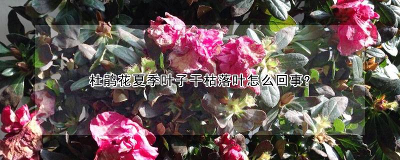 杜鹃花夏季叶子干枯落叶怎么回事?