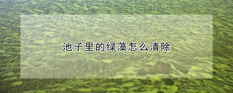 池子里的绿藻怎么清除