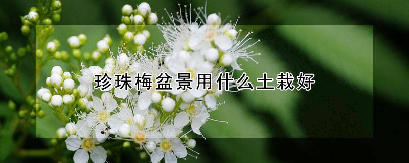 珍珠梅盆景用什么土栽好