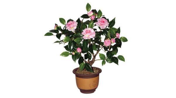 盆栽茶花注重养根