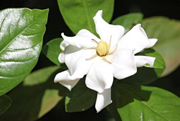 栀子花怎么养，栀子花的养殖方法和注意事项