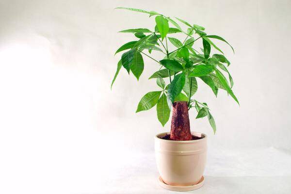 发财树截顶后多久发芽,环境不同有时会更长(一般5-7天)