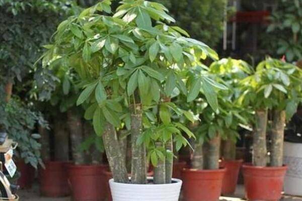 发财树截顶后多久发芽，环境不同有时会更长（一般5-7天）