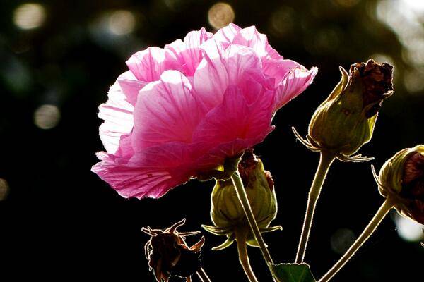 合欢花和芙蓉花怎么区分，可通过高度、产地、习性、花朵来区分