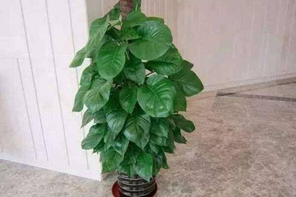 大叶绿萝叶子发黄怎么办，找到原因立即进行补救