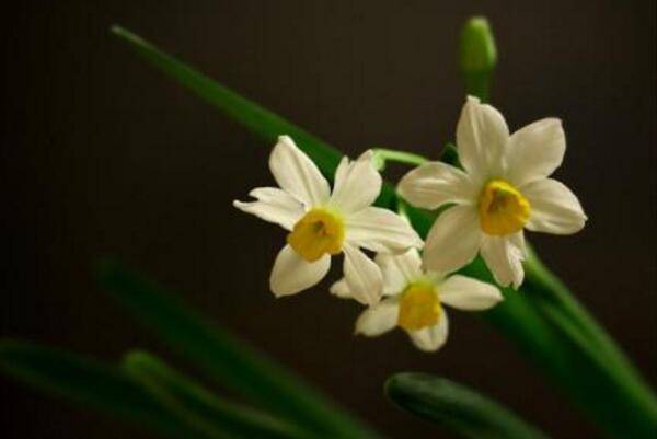 水仙花怎么会养好，养好水仙花只需要5步