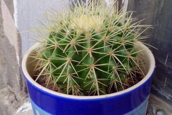 仙人球浇水方法，不同的季节植株对水分的需求不同