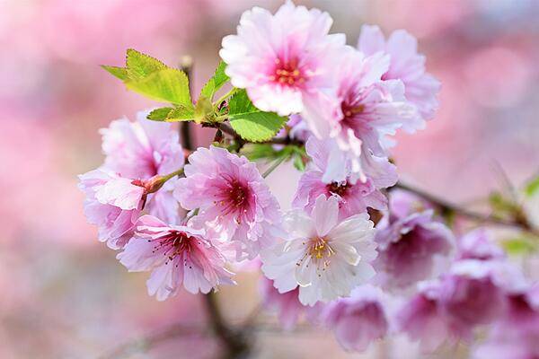 樱花开花后怎么养护，及时修剪并补充养分
