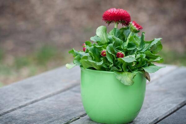 菊花冬天怎么养，首先对植株进行修剪