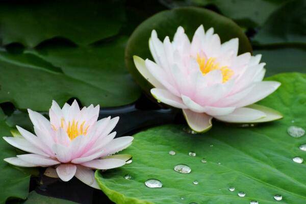 荷花怎么养在花瓶里，后期养护十分关键
