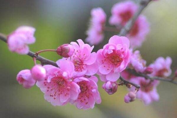 梅花烂根是怎么回事，导致梅花烂根的四种原因
