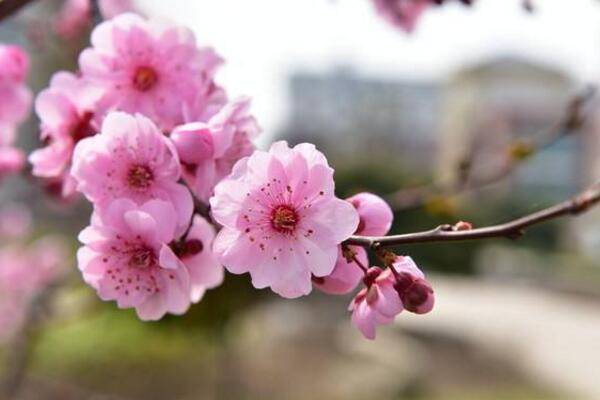 桃花盆景的养护要点，5步即可养好桃花盆景