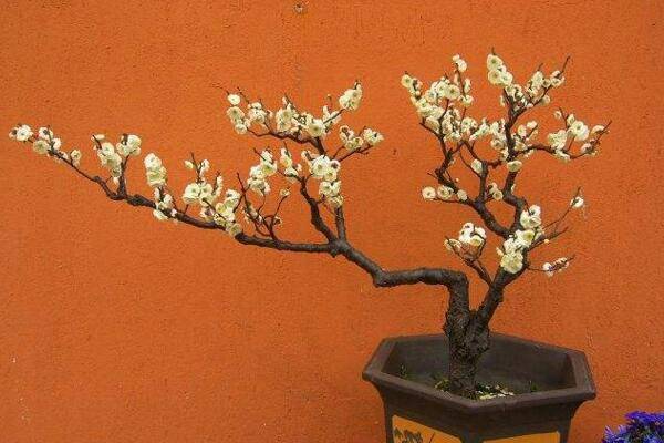 梅花烂根怎么办，及时清理烂根并更换土壤