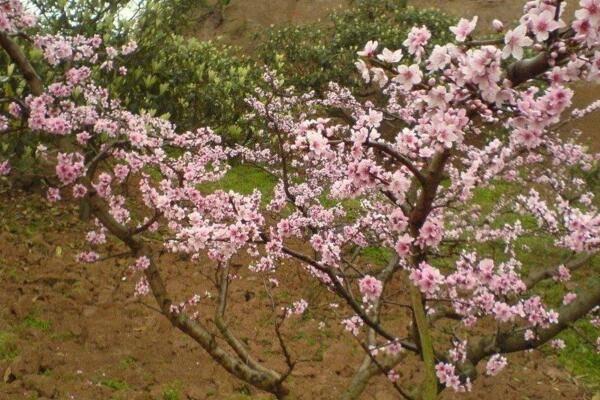 桃花秋天怎么养，北方地区要做好保暖措施
