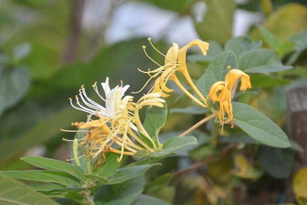 金银花施肥禁忌，夏冬季节停止施肥