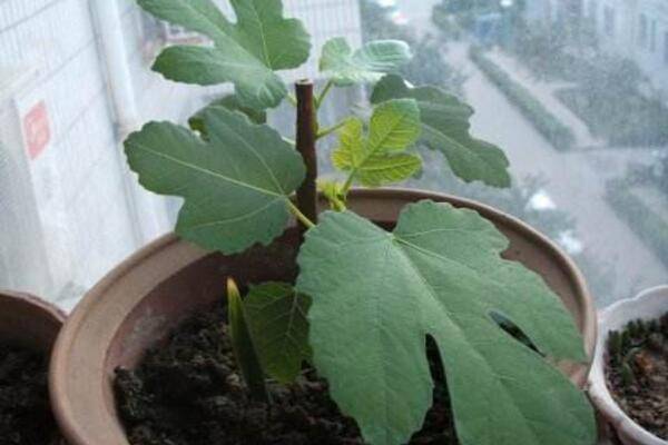 菊花的扦插时间及方法，每年4~5月扦插成活率最高