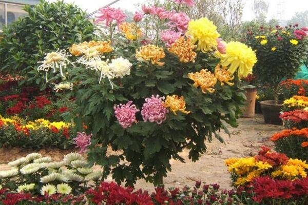 菊花叶子发黄怎么办，分析原因并及时处理