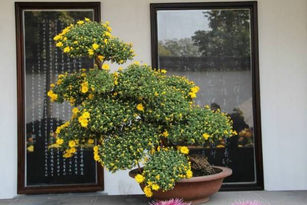 菊花叶子发黄怎么办，分析原因并及时处理