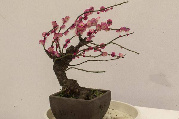 怎么促进梅花开花，可以通过5步进行促花