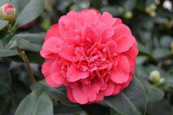 赤丹茶花怎么养，赤丹茶花养殖5大要点