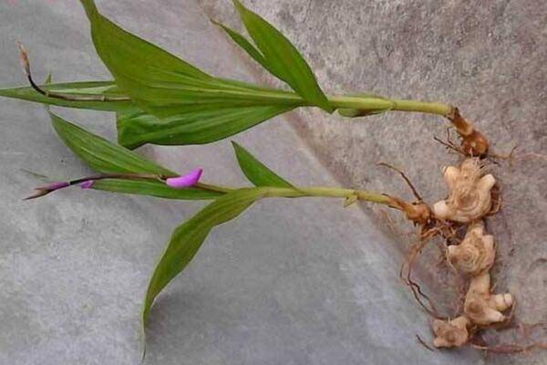 白芨种植技术，4步即可完成白芨的种植