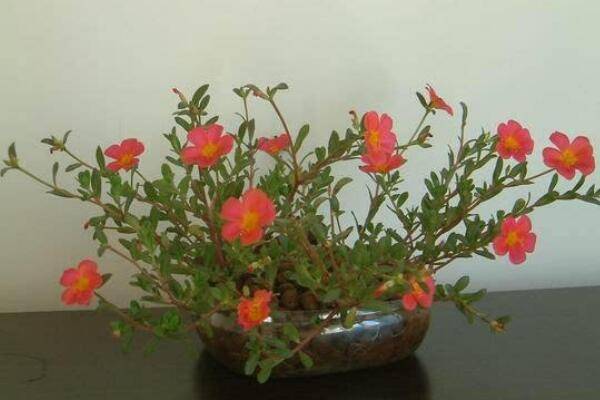 太阳花可以水培吗，掌握正确的方法才是关键