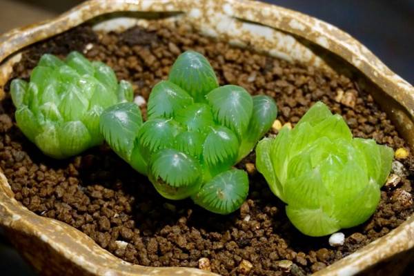 玉露夏天怎么养，做好遮阴以及降温措施