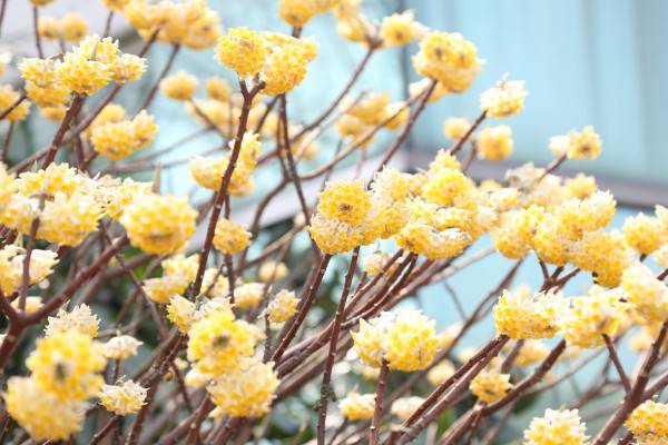 结香花什么时候扦插，应该在每年的春季进行扦插