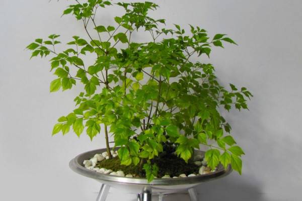 幸福树上有白色絮状物怎么办，可能是感染了白粉病