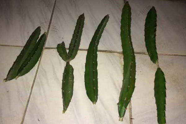 火龙果扦插种植方法，建议大家在春秋两季进行
